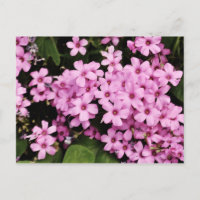 Clover flowers - Postcard