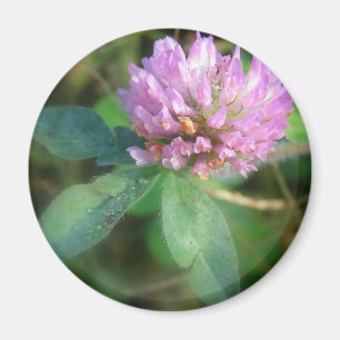 Clover Magnet