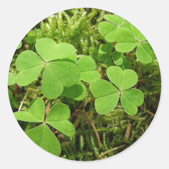 Clover patch - stickers (Front)