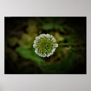 Clover, Poster