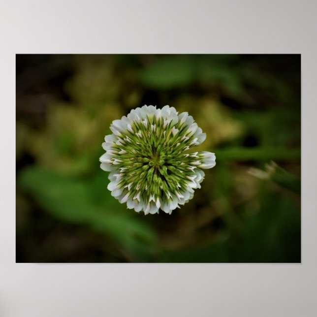 Clover, Poster (Front)