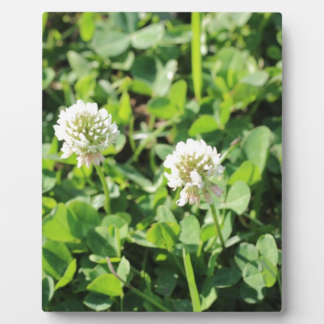 Clovers and Flowers Plaque (Front)