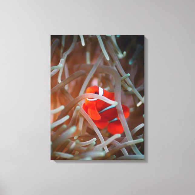 Clown anemonefish 2 canvas print (Front)