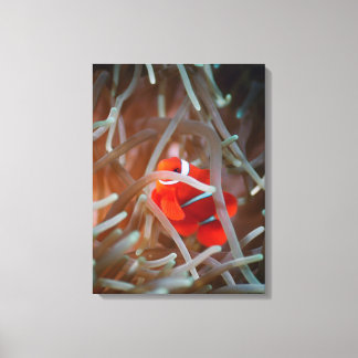 Clown anemonefish 2 canvas print