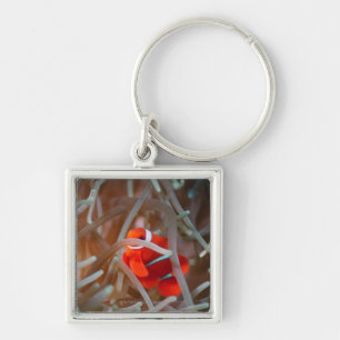 Clown anemonefish 2 key ring
