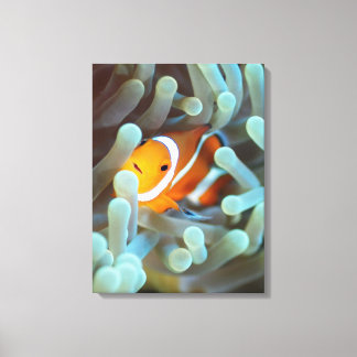 Clown anemonefish 3 canvas print