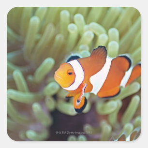 Clown anemonefish 4 square sticker