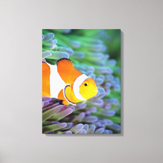 Clown anemonefish canvas print