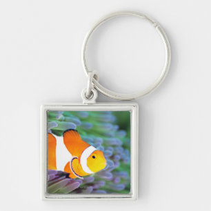 Clown anemonefish key ring