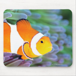 Clown anemonefish mouse pad