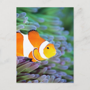 Clown anemonefish postcard