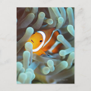 Clown Anemonefish Postcard