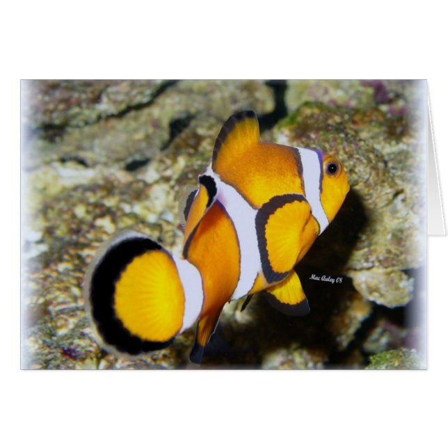 Clown Fish (Front Horizontal)
