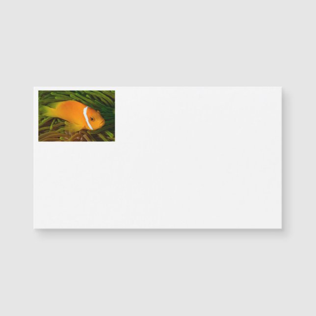 Clown Fish Business Cards (Front)