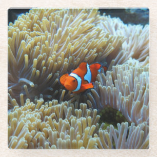 Clown Fish in a Coral Reef Glass Coaster