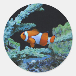 Clown Fish in Coral Classic Round Sticker