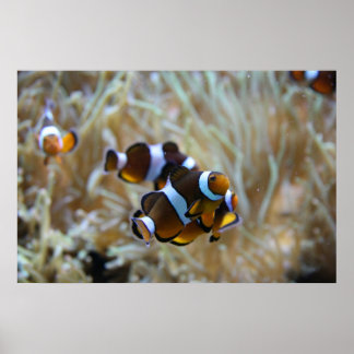 Clown Fish in Reef Poster