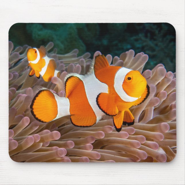 Clown Fish Mouse Pad (Front)