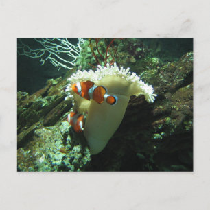 Clown Fish Postcard