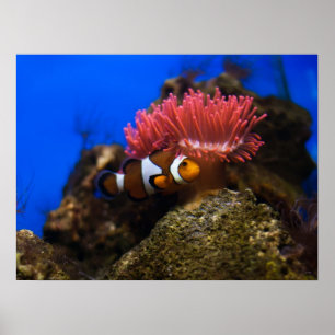 clown fish poster