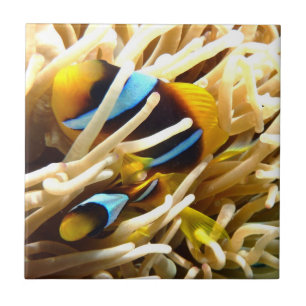 Clown Fish Tile
