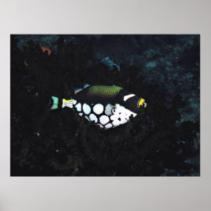 Clown in the Coral Poster