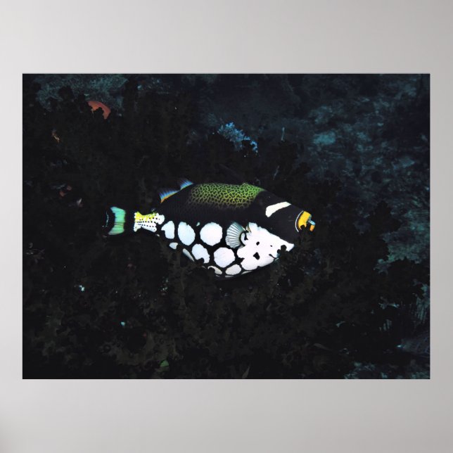 Clown in the Coral Poster (Front)