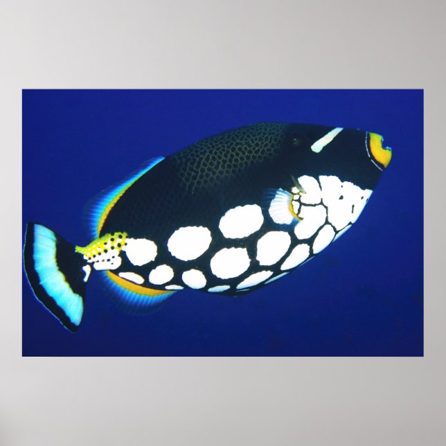 Clown Trigger in the Blue Poster (Front)