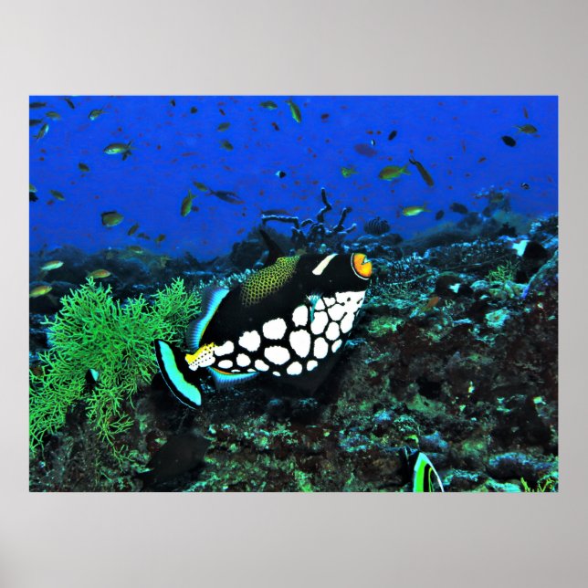 Clown Trigger on the Reef Poster (Front)
