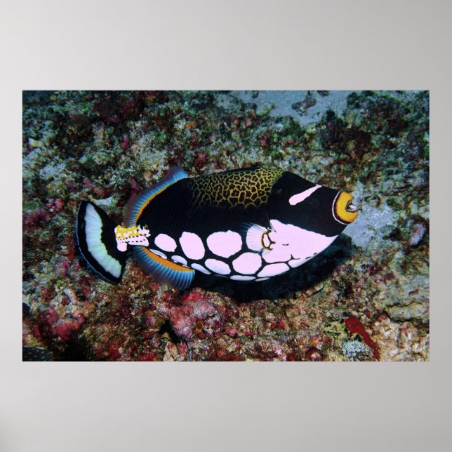 Clown Triggerfish Poster (Front)