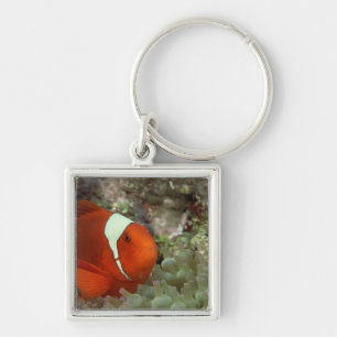 Clownfish 2 key ring