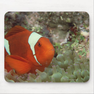 Clownfish 2 mouse pad