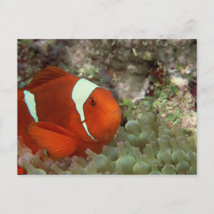 Clownfish 2 postcard