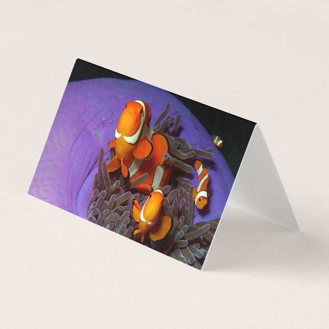 Clownfish are always in move | Busy Anemonefish |  (Front)