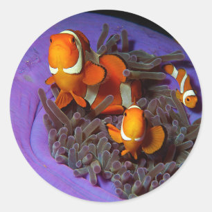Clownfish are always in move Busy Anemonefish Classic Round Sticker