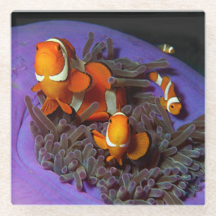 Clownfish are always in move Busy Anemonefish Glass Coaster