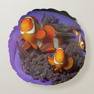 Clownfish are always in move Busy Anemonefish Round Cushion