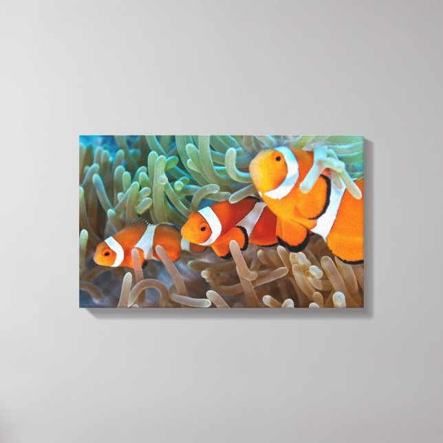 Clownfish Canvas Print (Front)