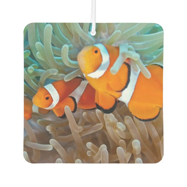Clownfish Car Air Freshener (Front)