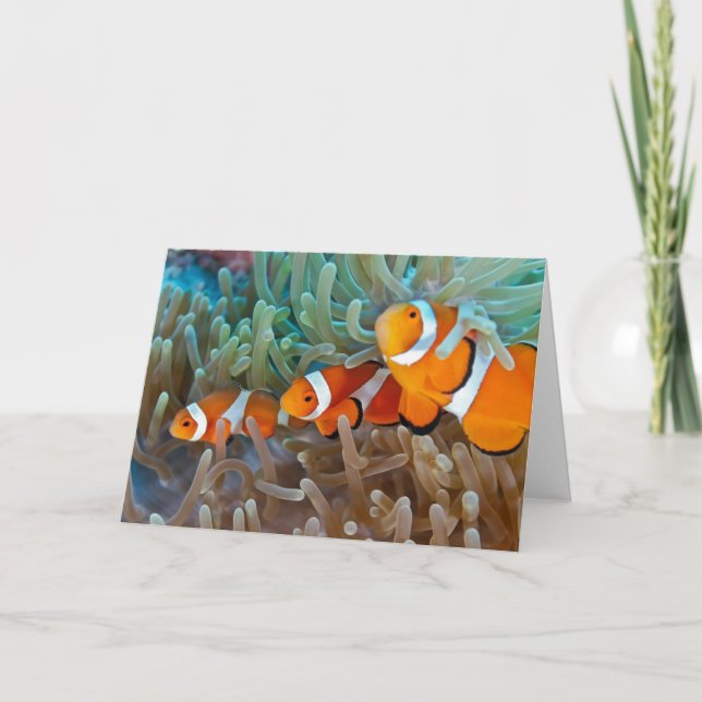 Clownfish Card (Front)