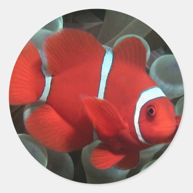 Clownfish Classic Round Sticker (Front)