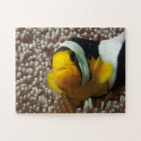 Clownfish - Close-Up! So cute - Nemo in Anemone |