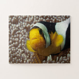 Clownfish - Close-Up! So cute - Nemo in Anemone    Jigsaw Puzzle