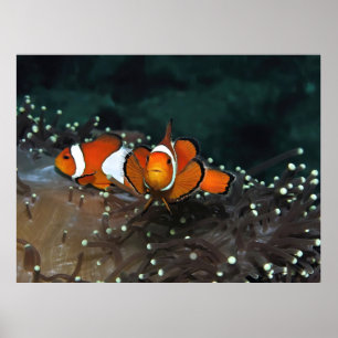 Clownfish Duo Poster