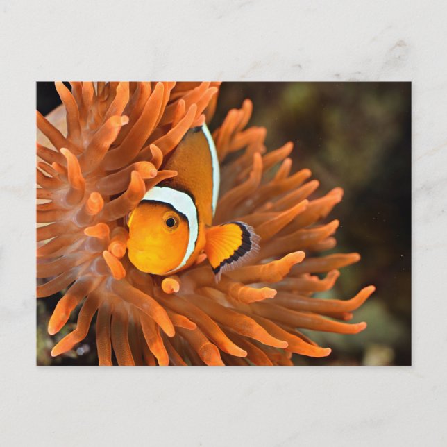 Clownfish In Marine Aquarium Postcard (Front)