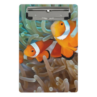 Clownfish Mini Clipboard