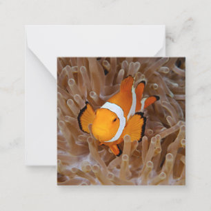 Clownfish - Molokai, North Shore Cliff Card
