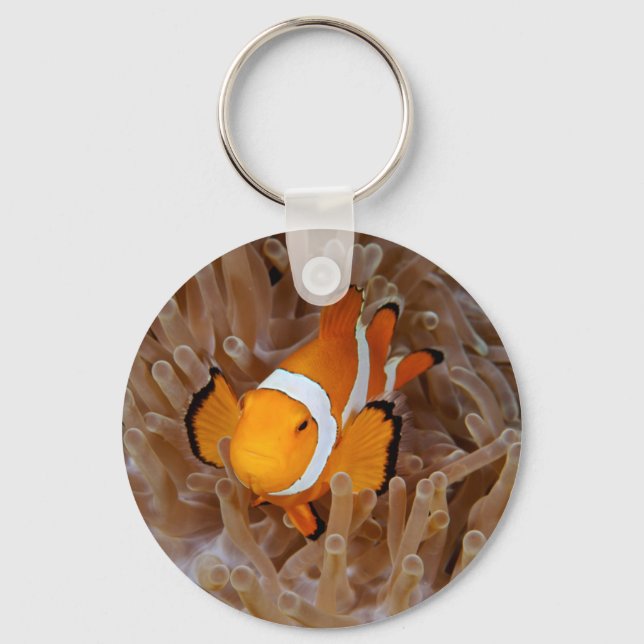 Clownfish - Molokai, North Shore Cliff Key Ring (Front)