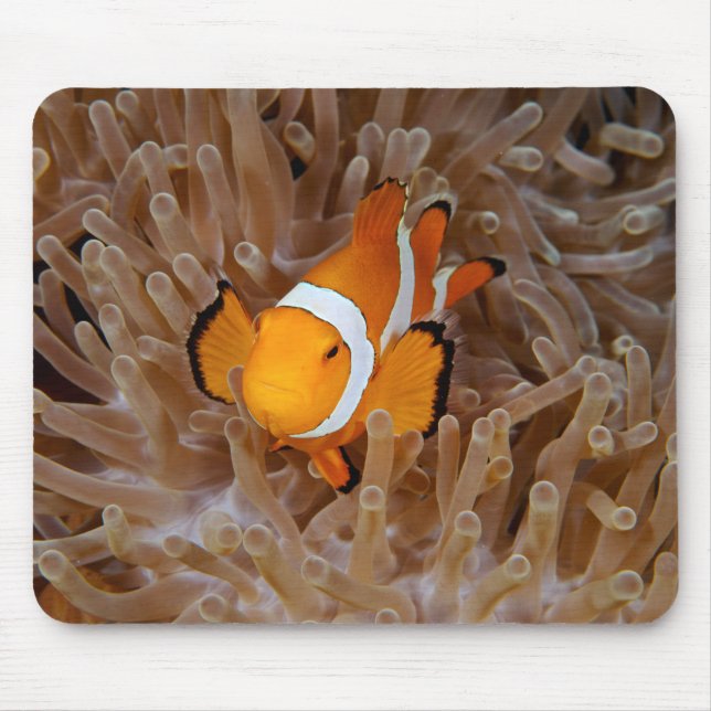 Clownfish - Molokai, North Shore Cliff Mouse Pad (Front)
