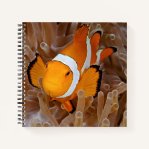 Clownfish - Molokai, North Shore Cliff Notebook